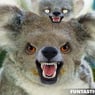 aussiebear