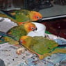 colleenv
