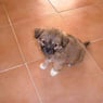 tiggeriffic1