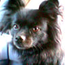 pookiebear