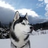 Husky22