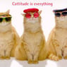 kittykitty