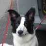 TopDog