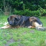 Dappie