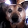 Puppy20