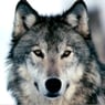 MysticWolf23