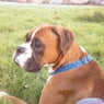 alfie176