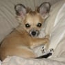 zenie