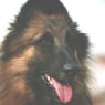 fosvek