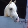 Palomino
