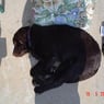 3dogs