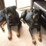 petsave