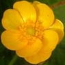 buttercup