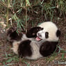 Pandaz