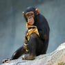Chimpanzee