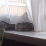 kittyhitkit