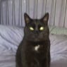 KITTEN15