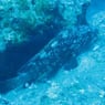 cooldiver