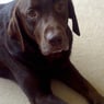 digbydog99
