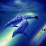 dolphin25uk