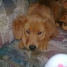 namethebrat