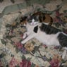 GingerSnaps
