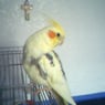 Aefibird