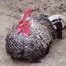 hampshirehog