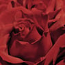 imcvg