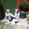 petshoplady