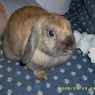 lilybunbuns