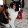 pamandcolin