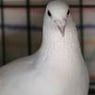 pigeon4uk
