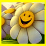 brightdaisy2