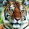 tigerguy
