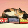 Sweetiecat