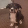 DogOBWales