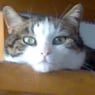 KaterMerlin