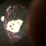 pugsley