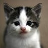 valcats4