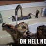 SenhorGato