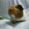 hazelpig