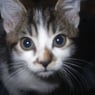 leelaine