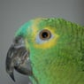 zazu