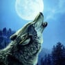 scottistwolf