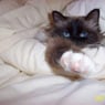 Birman