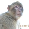 monkeybrains