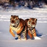 renegade436