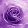PurpleRose1989