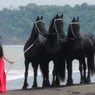 Jockeyswife